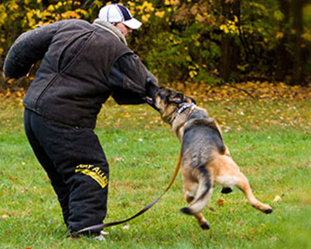 pets training
