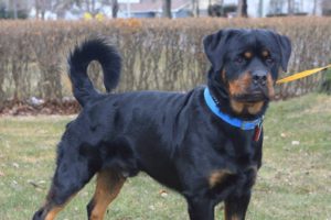 Protection Trained Rottweiler