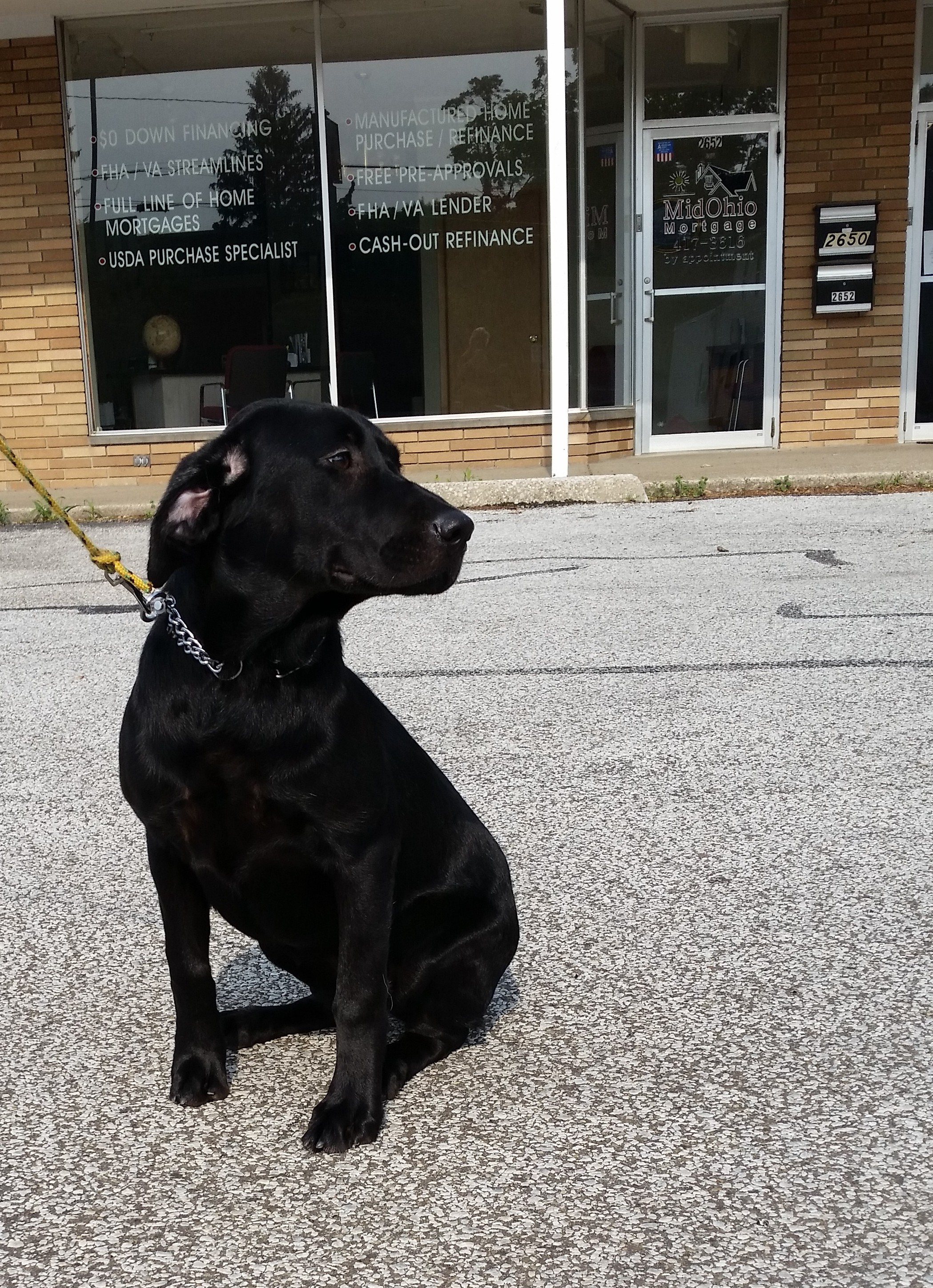 Trained Dogs For Sale Family Obedience & Protection Dogs