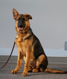 Anna, Import German Shepherd Trained and for sale