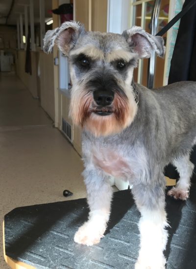 trained companion for sale trained dogs for sale family obedience protection dogs trained companion for sale trained dogs for sale family obedience protection dogs