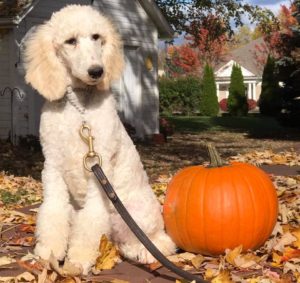 Trained Family Dogs For Sale Ohio Trained Family Dogs For Sale Ohio