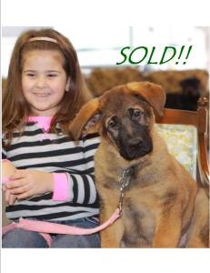 when can puppies be sold trained purebred german shepherd puppies for sale when can puppies be sold trained purebred german shepherd puppies for sale