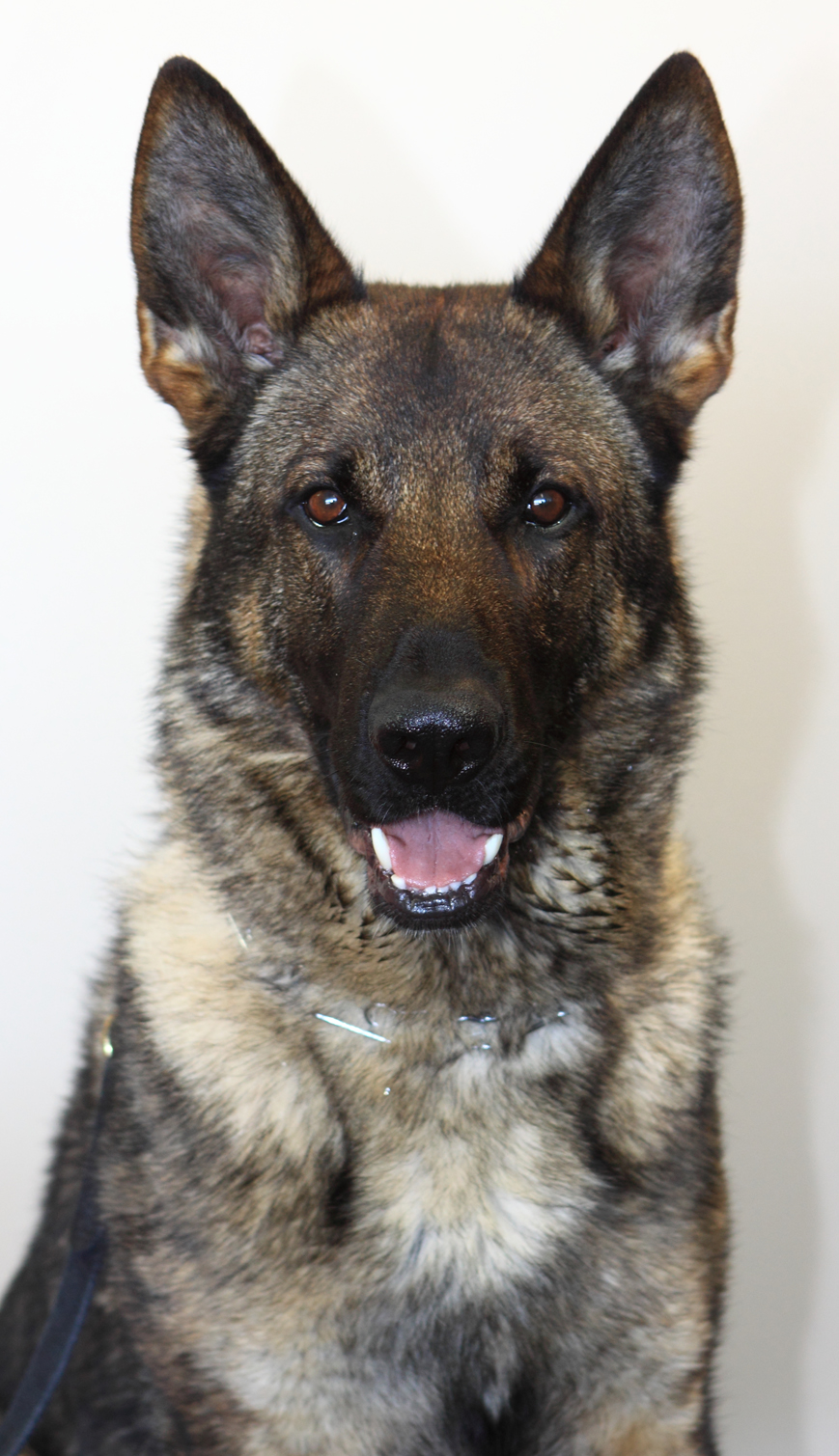 german shepherd trained protection dogs sable male sold texas archer houston bestfrienddogtraining