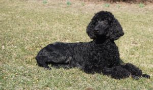 Ledgen, Male Standard Poodle Trained and For Sale