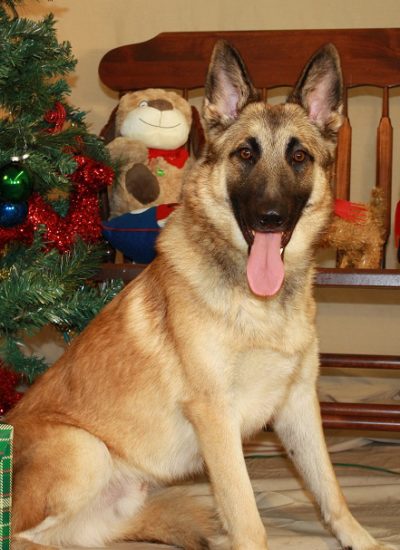 Richard Heinz Dog Training Academy Richard Heinz Dog Training Academy