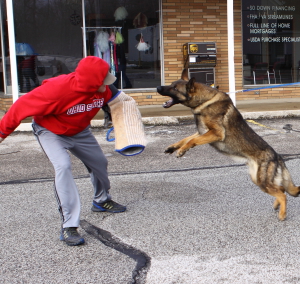 Archer Doing Bite Work