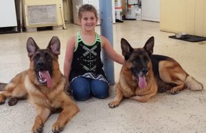 Trained Dogs For Sale Columbus Ohio Trained Dogs For Sale Columbus Ohio