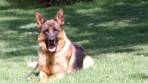 Candy: Male Protection Trained German Shepherd