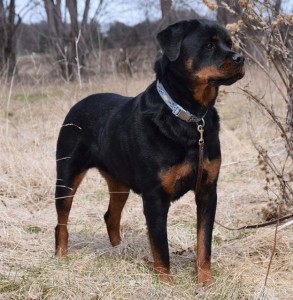 trained dogs carl protection youtu loaded rottweiler