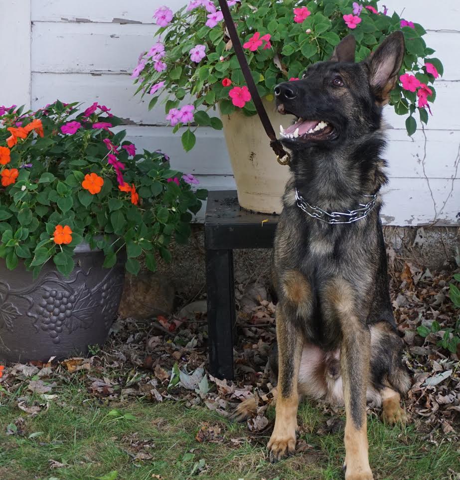 Blue Protection Trained German Shepherd Man's Best Friend