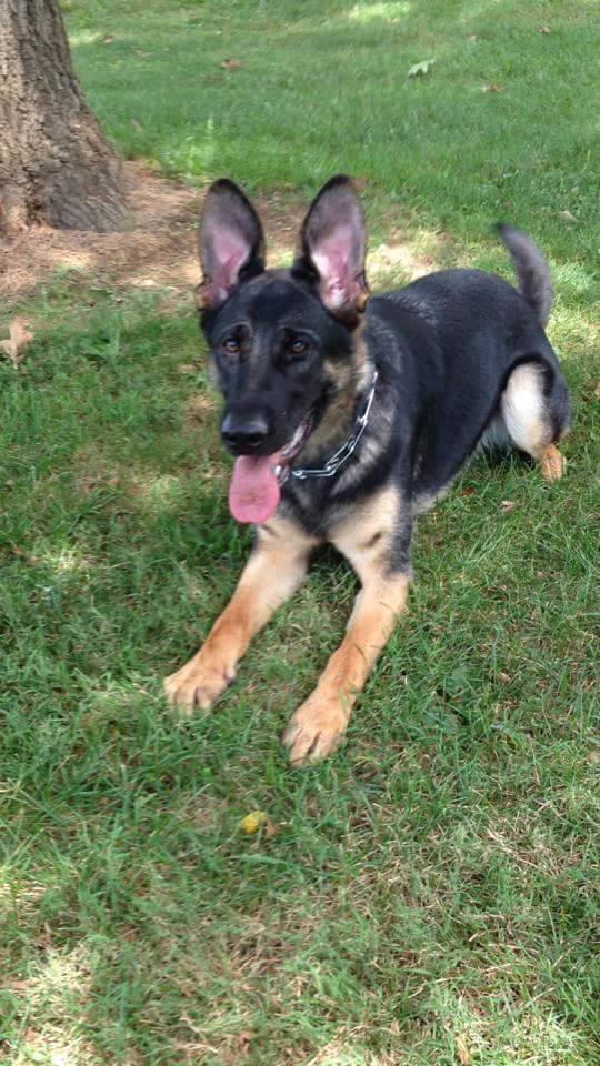 Trained Dogs For Sale Family Obedience & Protection Dogs