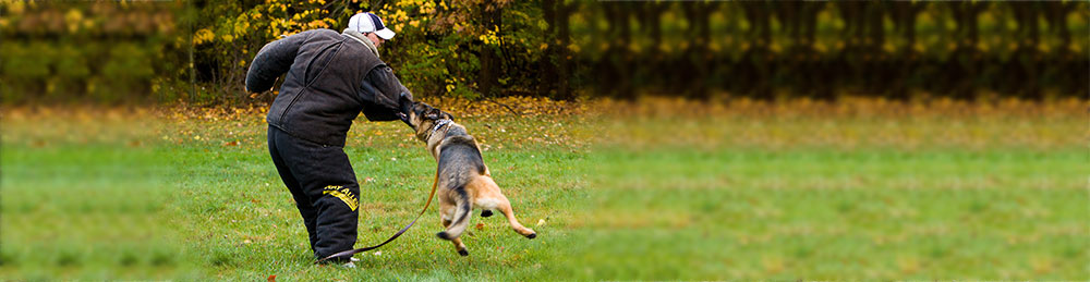 already trained therapy dogs for sale protection obedience therapy cleveland ohio already trained therapy dogs for sale protection obedience therapy cleveland ohio
