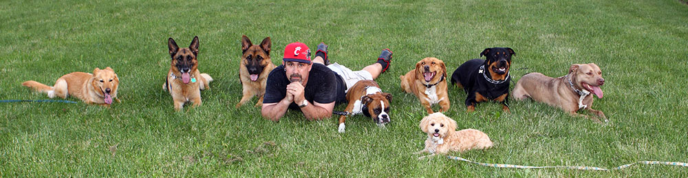 already trained therapy dogs for sale protection obedience therapy cleveland ohio already trained therapy dogs for sale protection obedience therapy cleveland ohio