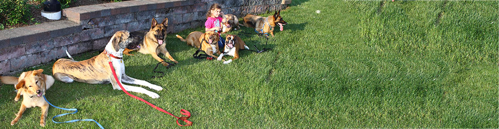 already trained therapy dogs for sale protection obedience therapy cleveland ohio already trained therapy dogs for sale protection obedience therapy cleveland ohio