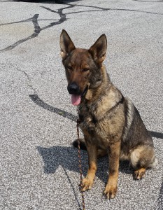 How could you not love this cute German Shepherd face?!