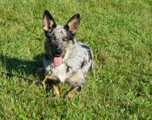 Trained Dogs For Sale Mn Trained Dogs For Sale Mn