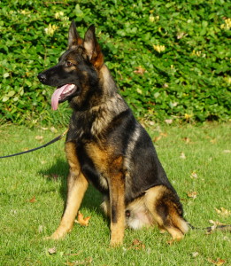 boarding and training male sable german shepherd for sale