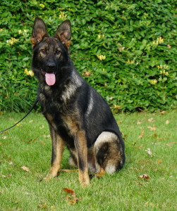 black sable German Shepherd for sale professionally trained