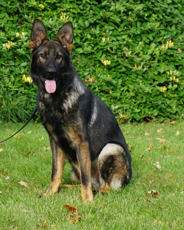 german shepherd puppies for sale in los angeles black german shepherd for sale los angeles dogs our friends photo german shepherd puppies for sale in los angeles black german shepherd for sale los angeles dogs our friends photo