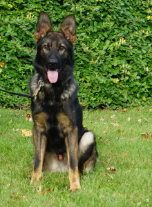 black sable male German Shepherd Trained basic obedience and for sale