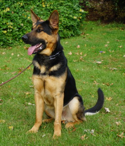 YEAR OLD GERMAN SHEPHERD FOR SALE