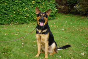 Best Dog Training In Indianapolis Best Dog Training In Indianapolis