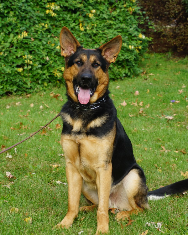 Trained German Shepherd Dogs For Sale In Ohio Trained German Shepherd Dogs For Sale In Ohio