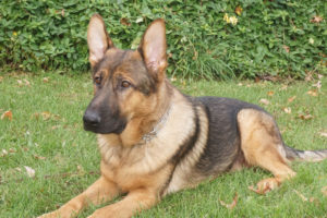 Protection Dog Training Alabama Protection Dog Training Alabama