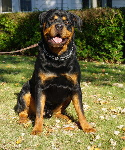 Romeo, big, goofy male Rottweiler for sale