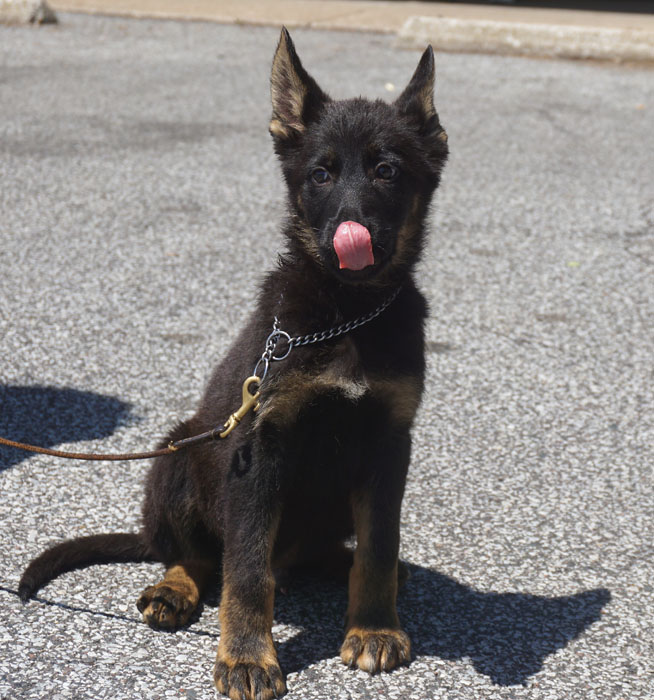 Trained Dogs For Sale Cincinnati Trained Dogs For Sale Cincinnati