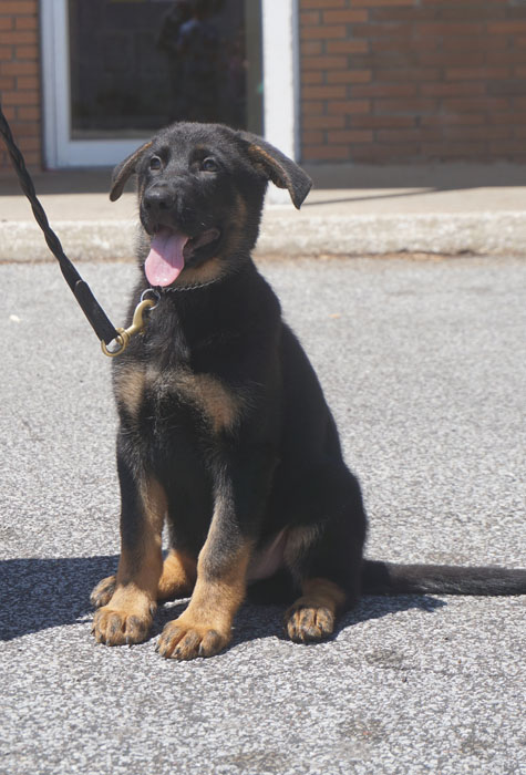 German Shepherd Protection Dogs For Sale In Ohio German Shepherd Protection Dogs For Sale In Ohio