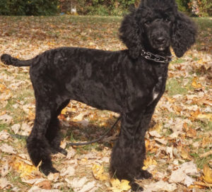 AKC, STANDARD POODLE, FEMALE, TRAINED AND FOR SALE 2