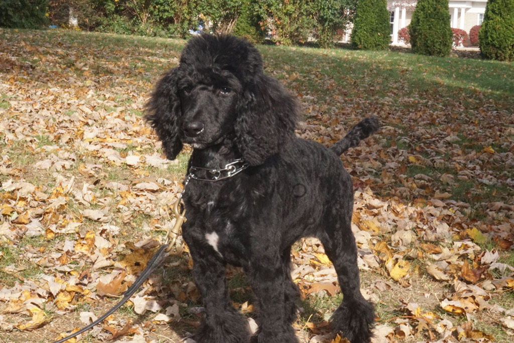 trained companion for sale liza black poodle puppy s best friend trained companion for sale liza black poodle puppy s best friend