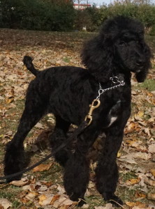 AKC, STANDARD POODLE, FEMALE, TRAINED AND FOR SALE