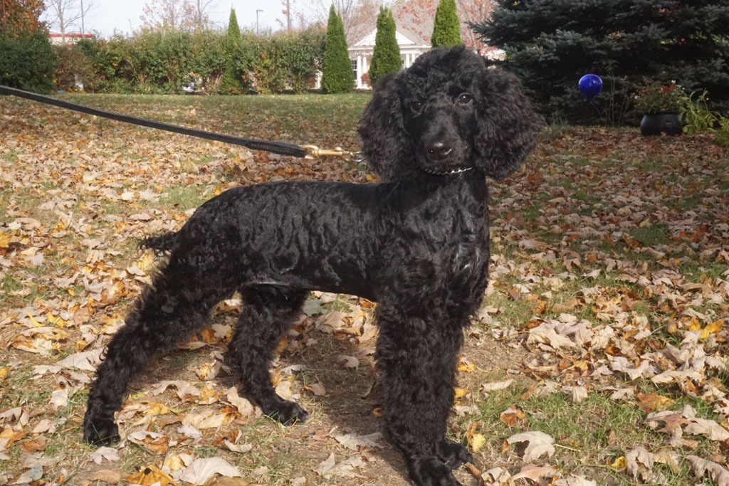 Standard poodle rescue dayton ohio – Dogs our friends ...