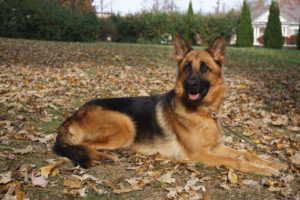 JENNA, ENERGETIC AKC REGISTERED GERMAN SHEPHERD FEMALE SUITABLE FOR ANY TRAINING 3
