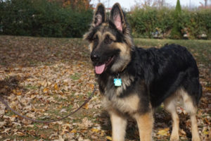 LONG HAIRED, MALE, GERMAN SHEPHERD, TRAINED AND FOR SALE TO FAMILY 3