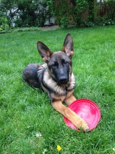Trained Family Dogs For Sale Virginia Trained Family Dogs For Sale Virginia