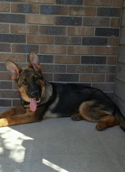 Best Friend Dog Training Appleton Wi Best Friend Dog Training Appleton Wi