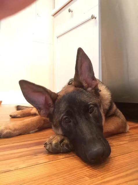 Trained Dogs For Sale In South Carolina Trained Dogs For Sale In South Carolina