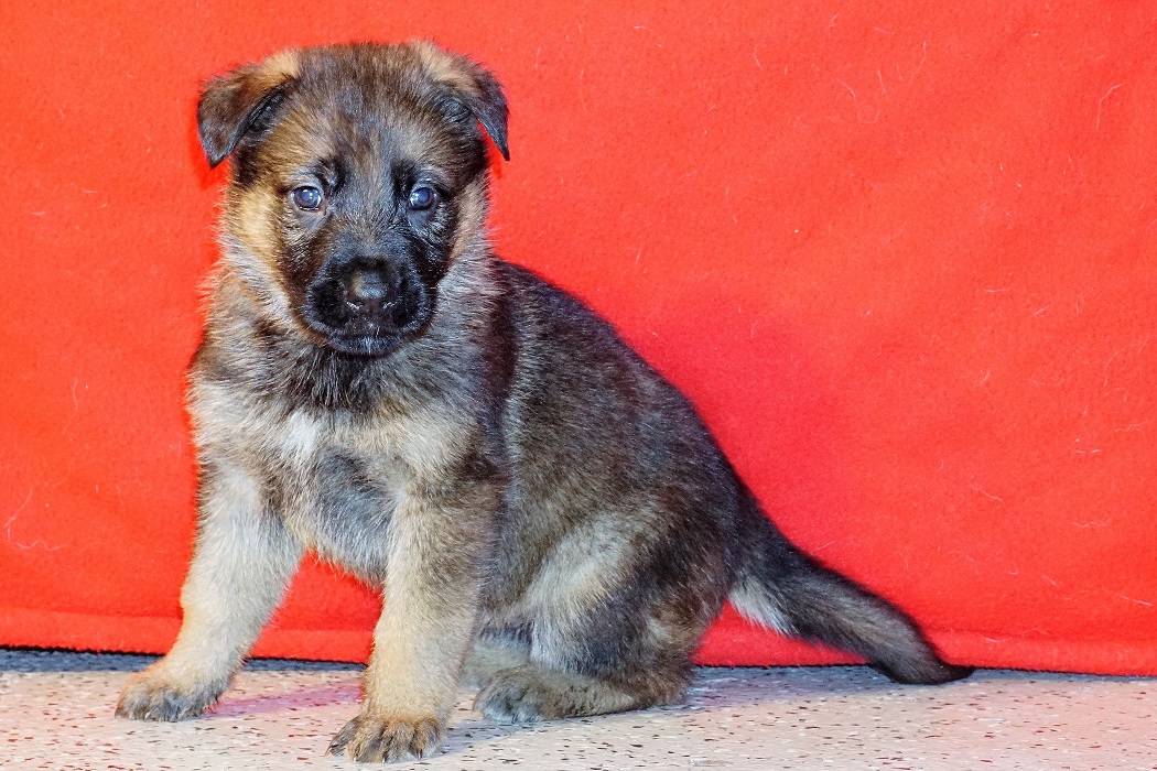 german shepherd puppies for sale in sc german shepherd puppies for sale in charleston sc german shepherd puppies for sale in sc german shepherd puppies for sale in charleston sc