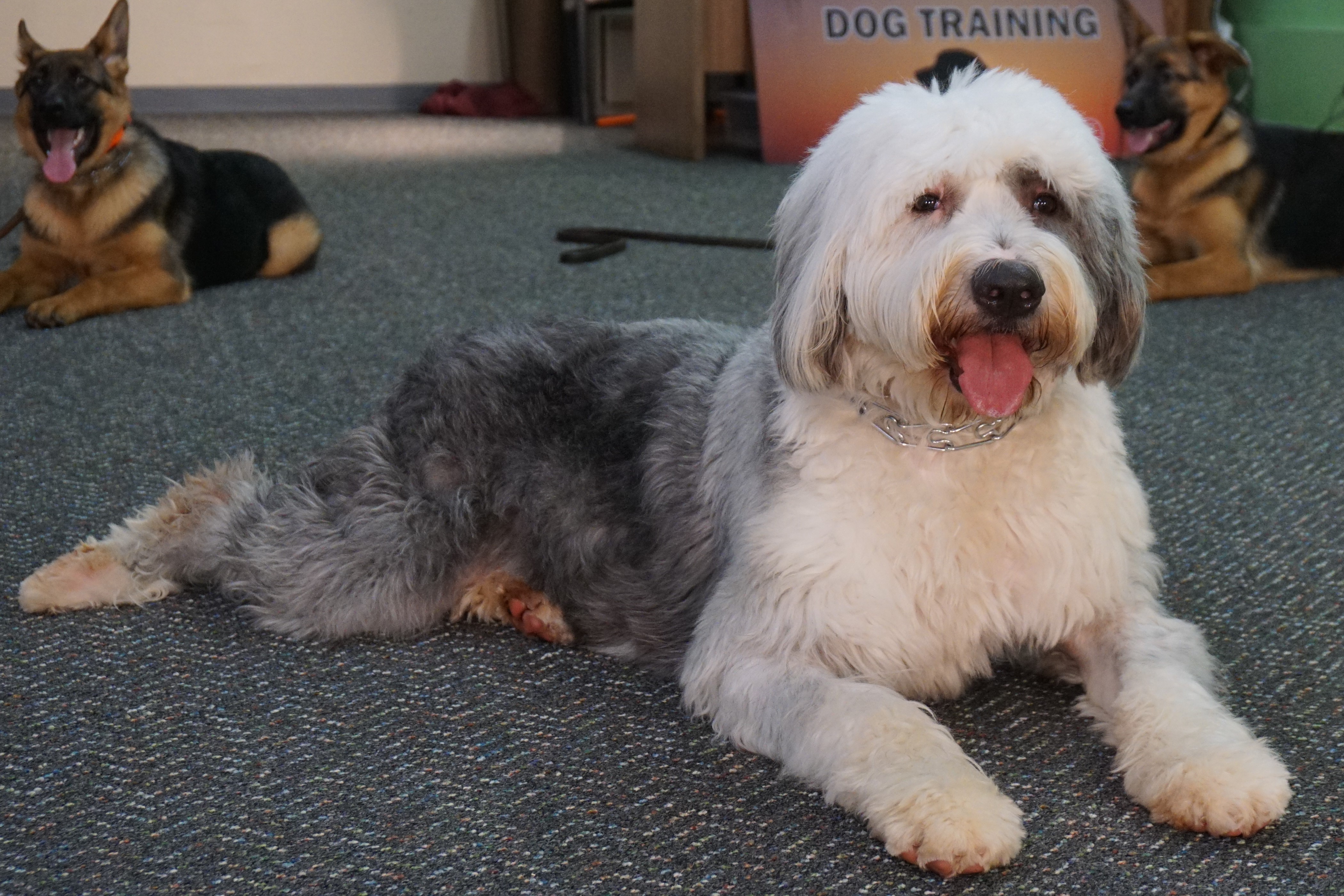 Leash Training For Older Dogs Leash Training For Older Dogs