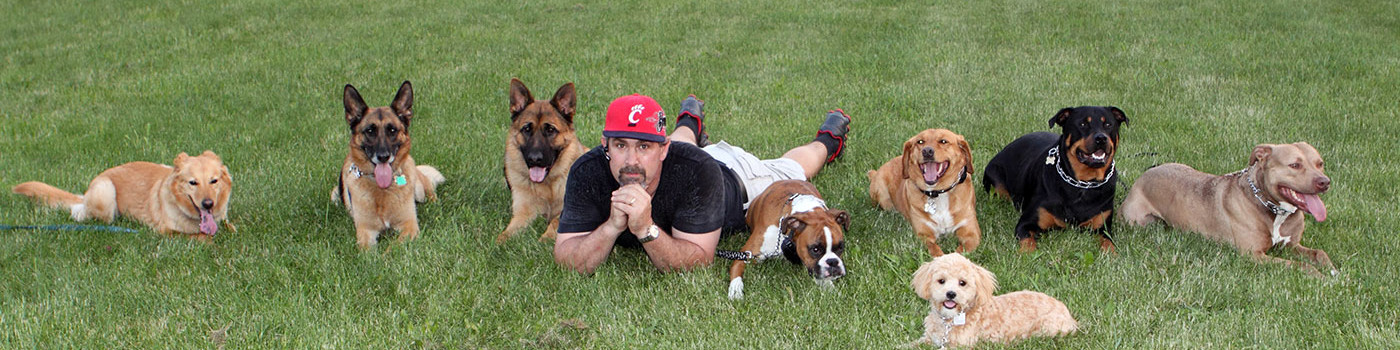 Trained Dogs For Sale In Cleveland Ohio Trained Dogs For Sale In Cleveland Ohio