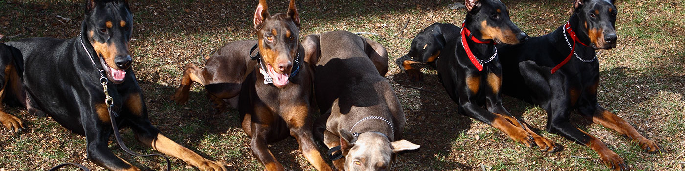 trained therapy dogs for sale protection obedience therapy cleveland ohio trained therapy dogs for sale protection obedience therapy cleveland ohio