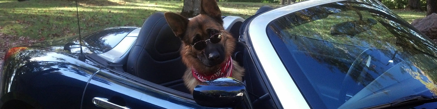 Trained Dogs For Sale In Cleveland Ohio Trained Dogs For Sale In Cleveland Ohio