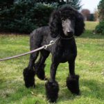 Rose, Trained Female Standard Poodle Puppy for sale