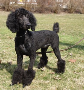 Rose, Trained Female Standard Poodle Puppy for sale 2