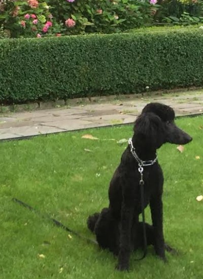 Trained Dogs For Sale Cincinnati Trained Dogs For Sale Cincinnati