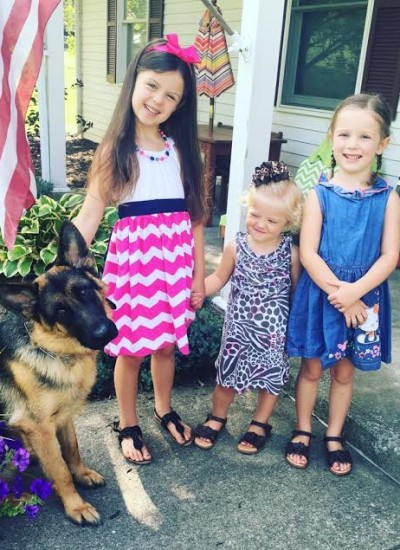 Trained Protection Dogs For Sale Ohio Trained Protection Dogs For Sale Ohio